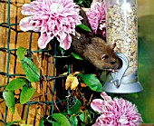 BROWN RAT,  RATTUS NORVEGICUS,  TAKING FOOD FROM BIRD FEEDER