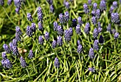 MUSCARI NEGLECTUM