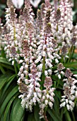 LACHENALIA LATIMERAE