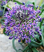 SCILLA PERUVIANA