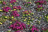 PRIMULA AND CELANDINES FLOWERING IN SLATE MULCH