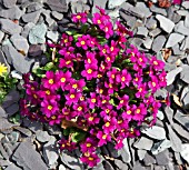 PRIMULA GROWING IN SLATE MULCH