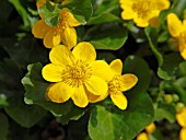 CALTHA PALUSTRIS