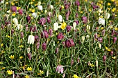 FRITILLARY FLOWERING WITH CELANDINES