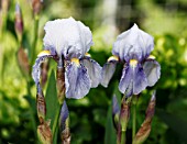 IRIS GERMANICA FLORENTINA