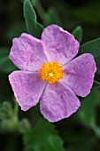 CISTUS ALBIDUS