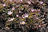 ANEMONE NEMOROSA ALLENII