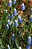 MUSCARI AUCHERI MOUNT HOOD