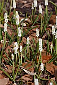 MUSCARI BOTRYOIDES ALBUM