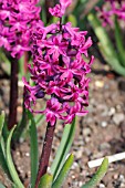 HYACINTHUS WOODSTOCK