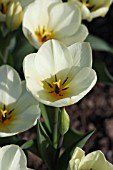 TULIPA WHITE EMPEROR