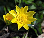 RANUNCULUS FICARIA