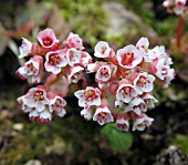 BERGENIA CILIATA