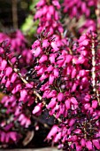 ERICA CINEREA PURPLE BEAUTY