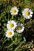 BELLIS PERENNIS