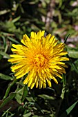 TARAXACUM OFFICINALE