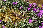 COMMON LIZARD (LACERTA VIVIPARA) RESTING AMONGST AUBRETIA