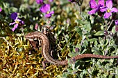 COMMON LIZARD (LACERTA VIVIPARA) MOVING THROUGH AUBRETIA