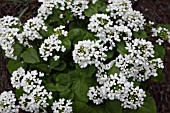 PACHYPHRAGMA MACROPHYLLUM