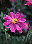 DAHLIA REDSKIN