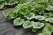 SUMMER SQUASHES GROWING THROUGH WEED CONTROL MATTING