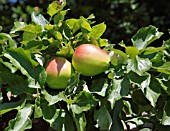 MALUS DOMESTICA DUTCH CODLIN