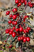 ROSA GLAUCA HIPS