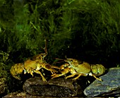 WHITE CLAWED CRAWFISH,  AUSTROPOTAMOBIUS PALLIP,  FIGHT FOR FOOD AND TERRITORY