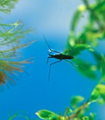 POND SKATER,  GERRIS SPP,  ON POND SURFACE