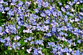 GERMANDER SPEADWELL,  VERONICA CHAMAEDRYS,  CLOSE UP OF FLOWERS