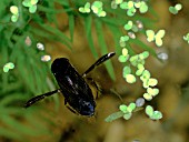 WATER BOATMAN ADULT,  CORIXA SPP,  ON WATER SURFACE