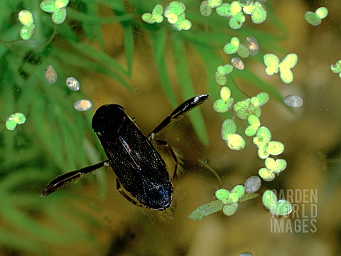 WATER_BOATMAN_ADULT__CORIXA_SPP__ON_WATER_SURFACE