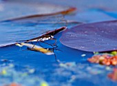 POND SKATER,  GERRIS SPP,  ON LILY LEAF