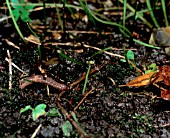 EARTHWORM,  LUMBRICUS TERRESTIS,  COMES OUT OF HOLE TO COLLECT LEAVES