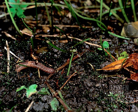 EARTHWORM__LUMBRICUS_TERRESTIS__COMES_OUT_OF_HOLE_TO_COLLECT_LEAVES