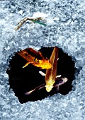 HOLE IN ICE,  WITH FISH