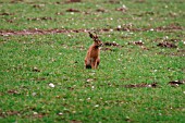 HARE IN BARLEY FIELD