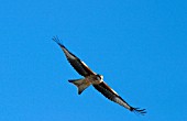 KITE IN FLIGHT