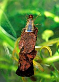 CADDISFLY GRUB,  L. GLYPHOTAELIUS,  WITH HEAD AND LEGS OUT OF CASE