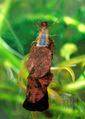 CADDISFLY_GRUB__L_GLYPHOTAELIUS__WITH_HEAD_AND_LEGS_OUT_OF_CASE