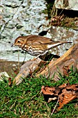 SONG THRUSH