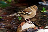 CHAFFINCH (FEMALE) ON STONE