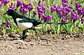 MAGPIE