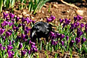 CARRION CROW