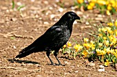 CARRION CROW