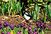 MAGPIE