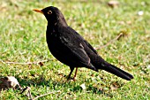 BLACKBIRD (MALE) ON LAWN