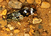 CADDISFLY GRUB,  LYMNEPHILIDAE SPP,  USING SNAILSHELLS TO COVER CASE