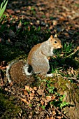 GREY SQUIRREL ON GROUND