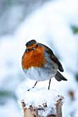 ROBIN IN SNOW